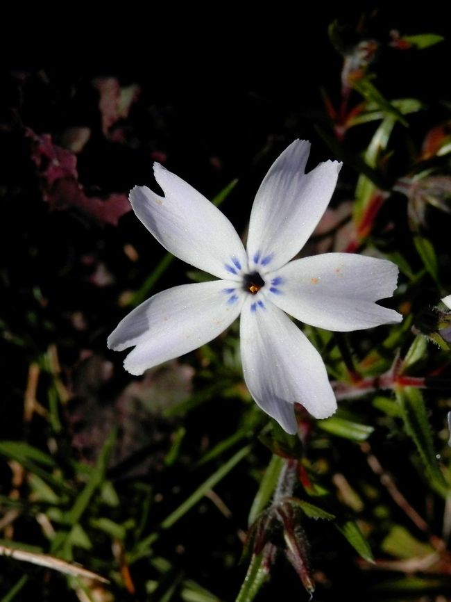 Moss phlox  Bulgaria,Geotagged,Moss Phlox,Phlox subulata,Spring