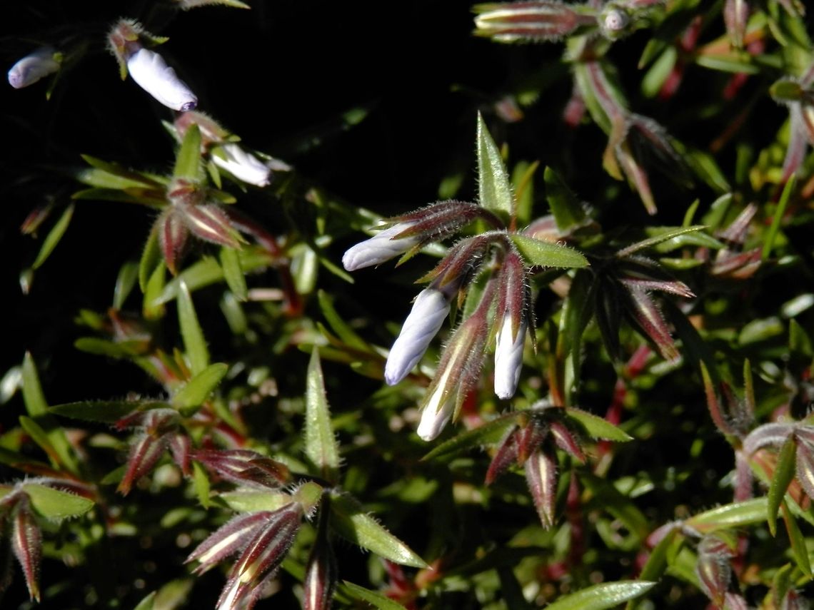 Moss phlox  Bulgaria,Geotagged,Moss Phlox,Phlox subulata,Spring
