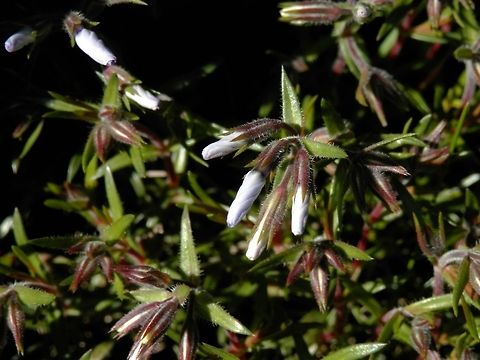 Moss phlox  Bulgaria,Geotagged,Moss Phlox,Phlox subulata,Spring