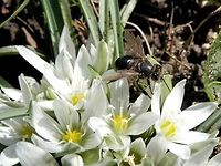 Black bee I couldn't find a match for this bee. Any help is welcome.<br />
Back:<br />
http://www.jungledragon.com/image/28736/black_bee.html Bulgaria,Geotagged,Hymenoptera,Ornithogalum sigmoideum,Spring
