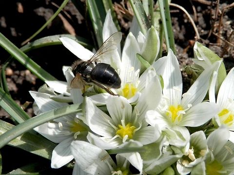 Black bee I couldn't find a match for this bee. Any help is welcome.
Front:
http://www.jungledragon.com/image/28735/black_bee.html Bulgaria,Geotagged,Hymenoptera,Ornithogalum sigmoideum,Spring