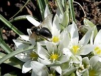 Black bee I couldn't find a match for this bee. Any help is welcome.<br />
Front:<br />
http://www.jungledragon.com/image/28735/black_bee.html Bulgaria,Geotagged,Hymenoptera,Ornithogalum sigmoideum,Spring