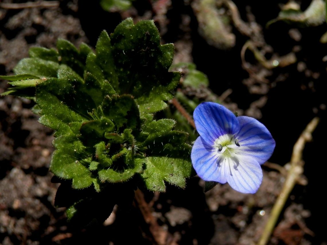 Persian speedwell I am not 100% sure about this ID, there are a few similar species. Bulgaria,Geotagged,Persian speedwell,Spring,Veronica persica