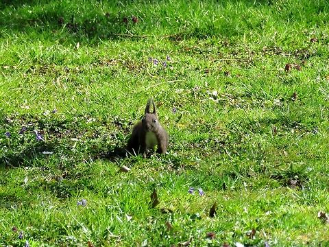 Red squirrel  Bulgaria,Geotagged,Red Squirrel,Sciurus vulgaris,Spring