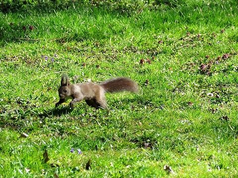 Red squirrel  Bulgaria,Geotagged,Red Squirrel,Sciurus vulgaris,Spring