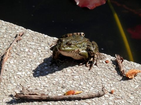 Marsh frog front  Bulgaria,Geotagged,Marsh Frog,Pelophylax ridibundus,Spring