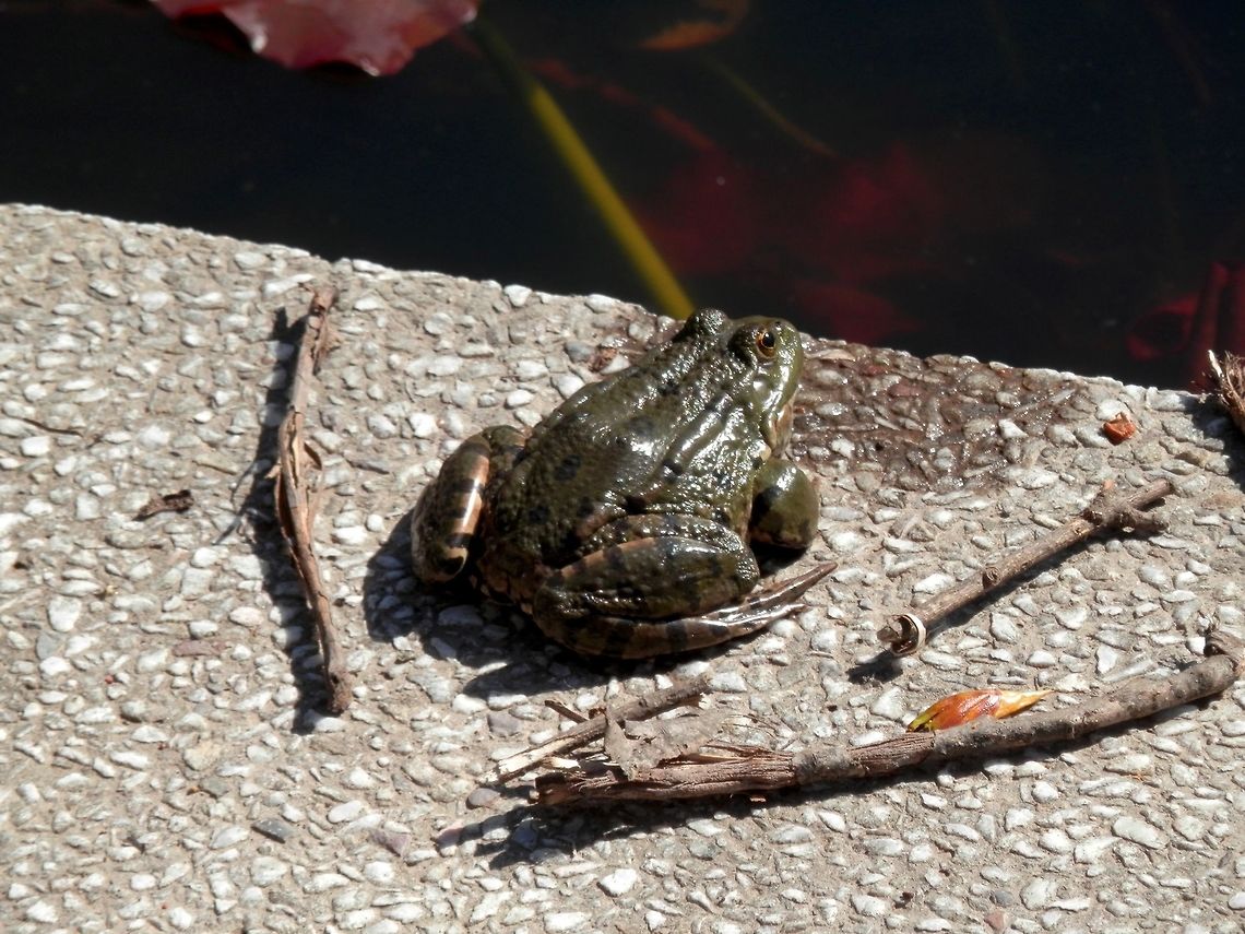 Marsh frog back  Bulgaria,Geotagged,Marsh Frog,Pelophylax ridibundus,Spring