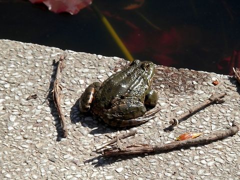 Marsh frog back  Bulgaria,Geotagged,Marsh Frog,Pelophylax ridibundus,Spring