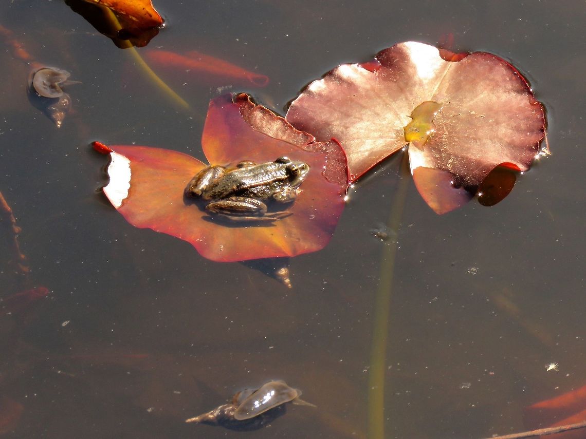 Marsh frog and great pond snails  Bulgaria,Geotagged,Great pond snail,Lymnaea stagnalis,Marsh Frog,Pelophylax ridibundus,Spring