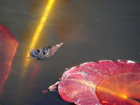 Great pond snail  Bulgaria,Geotagged,Great pond snail,Lymnaea stagnalis,Spring