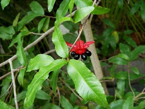 Ochna serrulata  BAS Botanical garden,Bulgaria,Geotagged,Ochna serrulata,Spring
