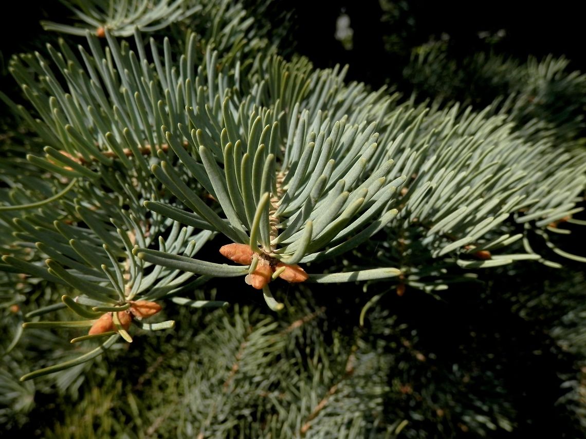 White fir  Abies concolor,BAS Botanical garden,Bulgaria,Geotagged,Spring,White fir