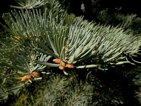White fir  Abies concolor,BAS Botanical garden,Bulgaria,Geotagged,Spring,White fir