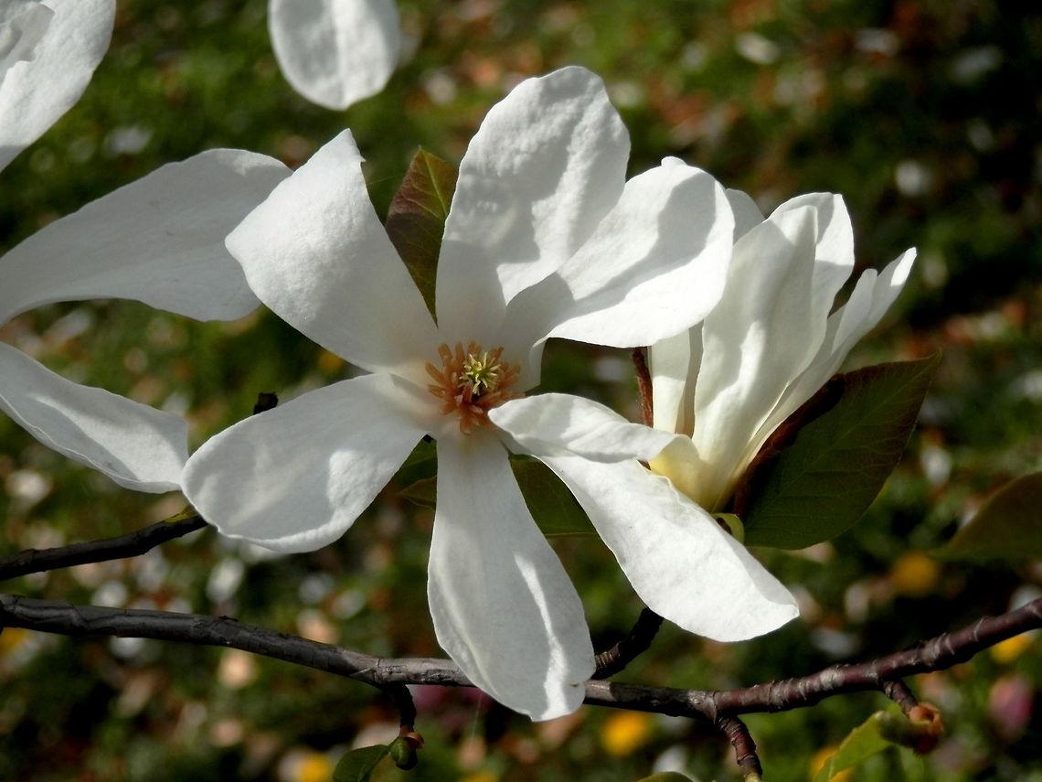 Magnolia kobus  BAS Botanical garden,Bulgaria,Geotagged,Kobushi Magnolia,Magnolia kobus,Spring