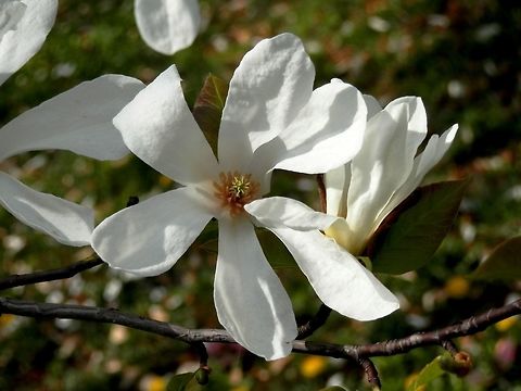 Magnolia kobus  BAS Botanical garden,Bulgaria,Geotagged,Kobushi Magnolia,Magnolia kobus,Spring