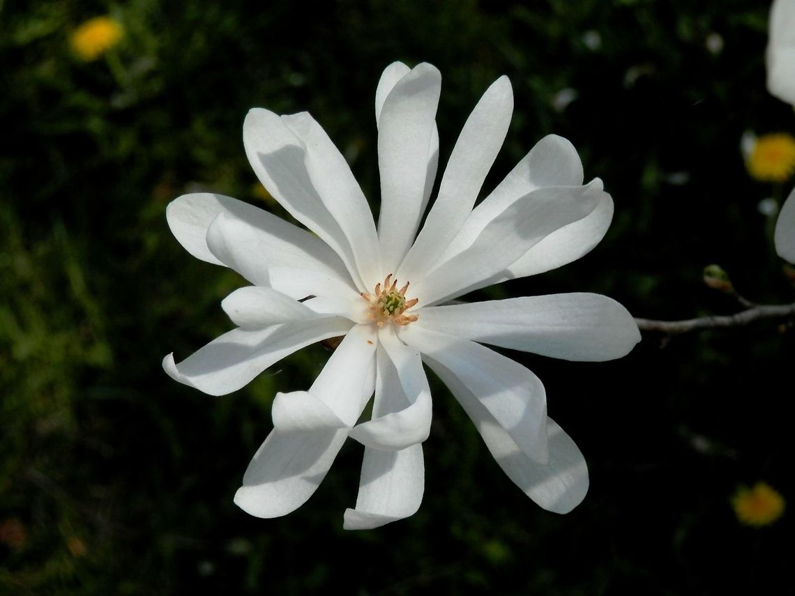 Magnolia stellata  BAS Botanical garden,Bulgaria,Geotagged,Magnolia stellata,Spring,Star magnolia