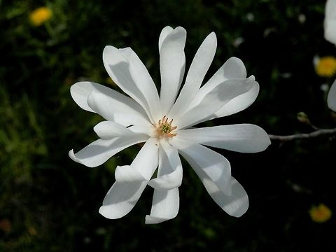 Magnolia stellata  BAS Botanical garden,Bulgaria,Geotagged,Magnolia stellata,Spring,Star magnolia