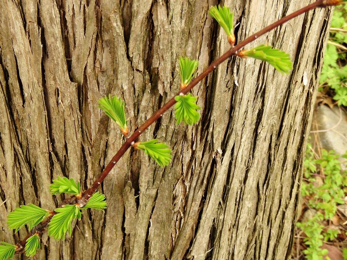 Dawn redwood  BAS Botanical garden,Bulgaria,Geotagged,Metasequoia glyptostroboides,Spring