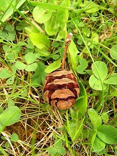 Dawn redwood cone  BAS Botanical garden,Bulgaria,Geotagged,Metasequoia glyptostroboides,Spring