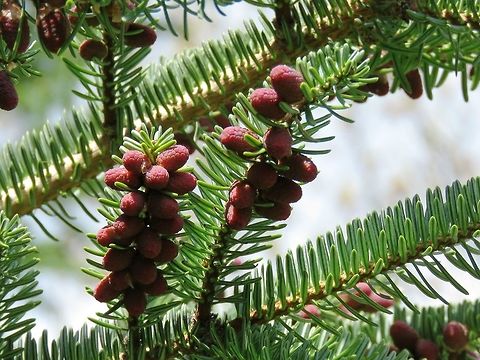 Greek fir  Abies cephalonica,BAS Botanical garden,Bulgaria,Geotagged,Greek fir,Spring