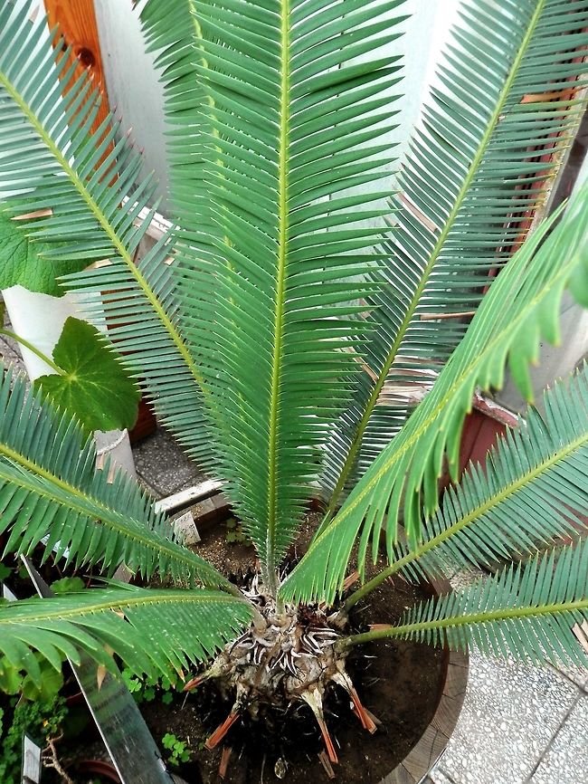 Chestnut Dioon  BAS Botanical garden,Bulgaria,Chestnut Dioon,Dioon edule,Geotagged,Spring