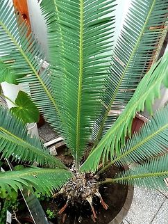 Chestnut Dioon  BAS Botanical garden,Bulgaria,Chestnut Dioon,Dioon edule,Geotagged,Spring