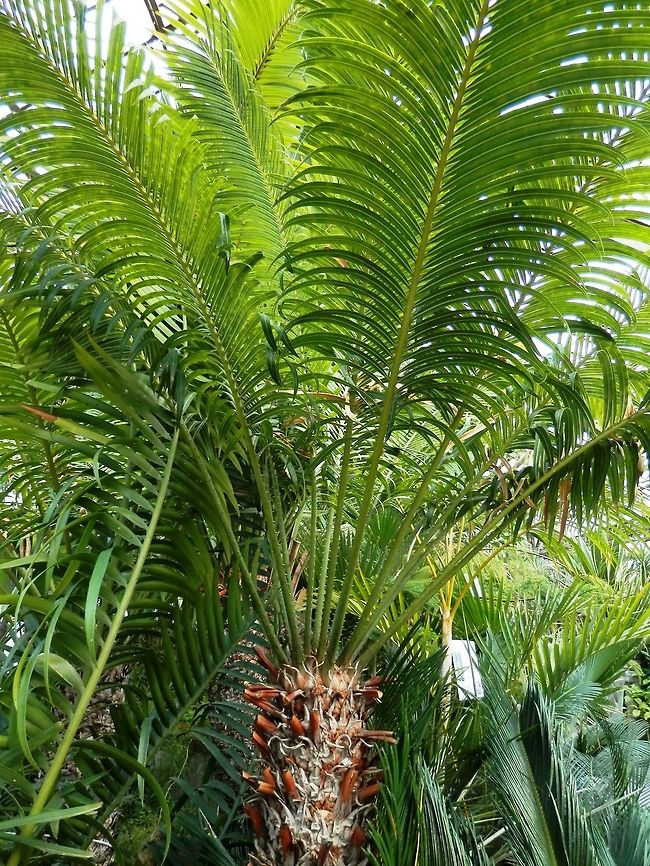 Queen sago  BAS Botanical garden,Bulgaria,Cycas circinalis,Geotagged,Queen sago,Spring