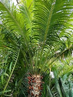 Queen sago  BAS Botanical garden,Bulgaria,Cycas circinalis,Geotagged,Queen sago,Spring
