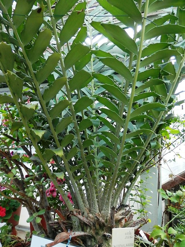 Zululand cycad  BAS Botanical garden,Bulgaria,Encephalartos ferox,Geotagged,Spring