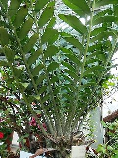 Zululand cycad  BAS Botanical garden,Bulgaria,Encephalartos ferox,Geotagged,Spring