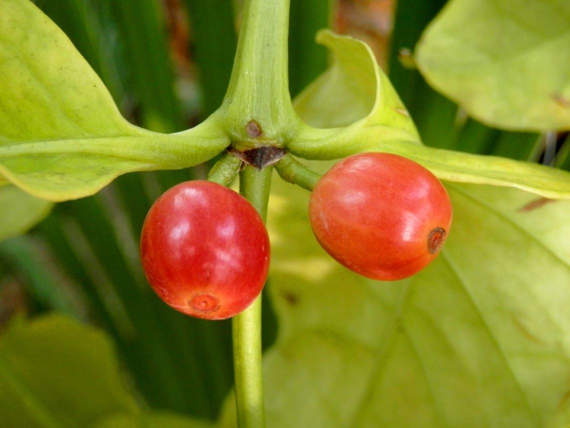 Coffea arabica fruits  BAS Botanical garden,Bulgaria,Coffea arabica,Geotagged,Spring