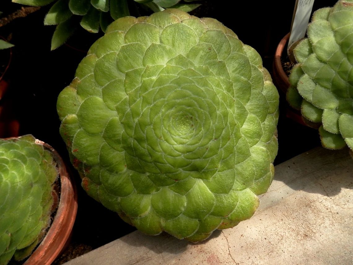 Flat-topped aeonium  Aeonium tabuliforme,BAS Botanical garden,Bulgaria,Geotagged,Spring