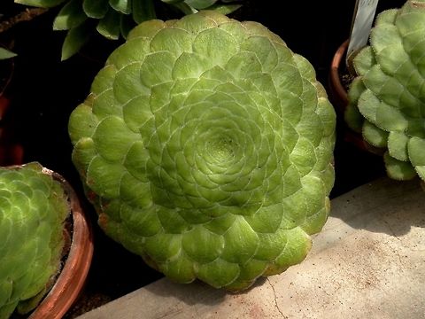 Flat-topped aeonium  Aeonium tabuliforme,BAS Botanical garden,Bulgaria,Geotagged,Spring