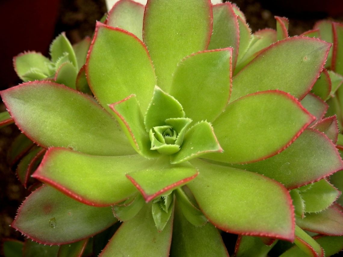 Aeonium decorum  Aeonium decorum,BAS Botanical garden,Bulgaria,Geotagged,Spring