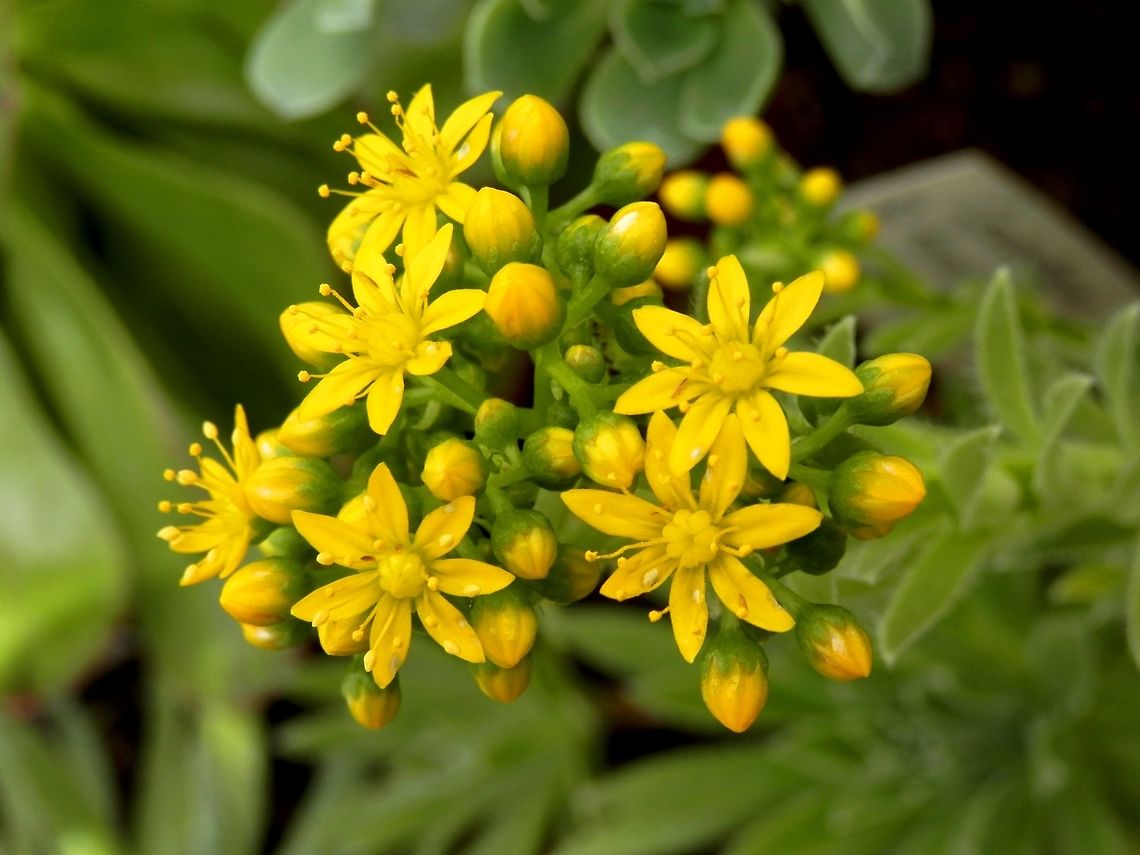 Aeonium simsii flowers  Aeonium simsii,BAS Botanical garden,Bulgaria,Geotagged,Spring