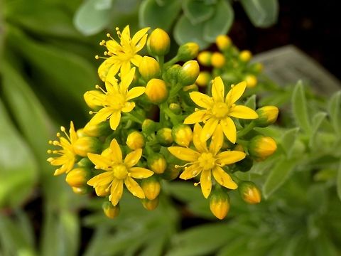 Aeonium simsii flowers  Aeonium simsii,BAS Botanical garden,Bulgaria,Geotagged,Spring