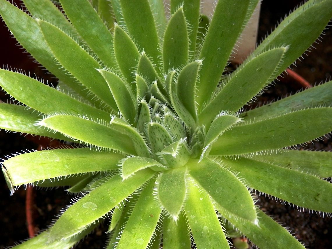 Aeonium simsii  Aeonium simsii,BAS Botanical garden,Bulgaria,Geotagged,Spring
