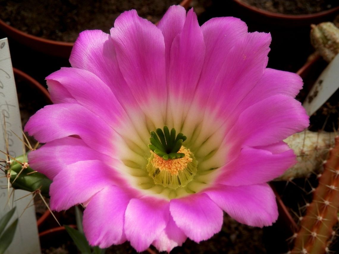 Echinocereus pentalophus  BAS Botanical garden,Bulgaria,Echinocereus pentalophus,Geotagged,Spring