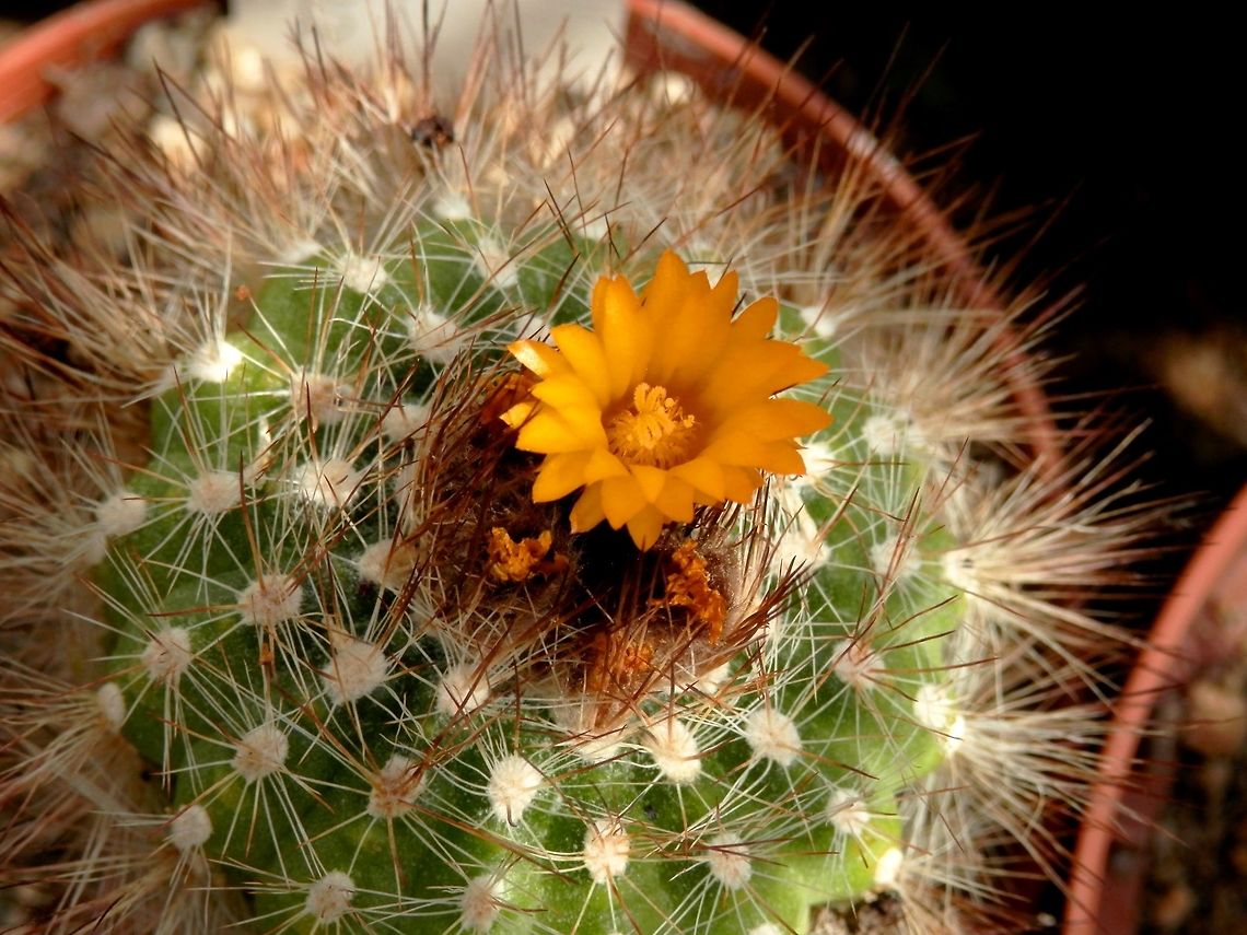 Parodia comarapana  BAS Botanical garden,Bulgaria,Geotagged,Parodia comarapana,Spring