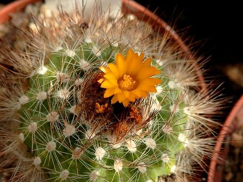 Parodia comarapana  BAS Botanical garden,Bulgaria,Geotagged,Parodia comarapana,Spring