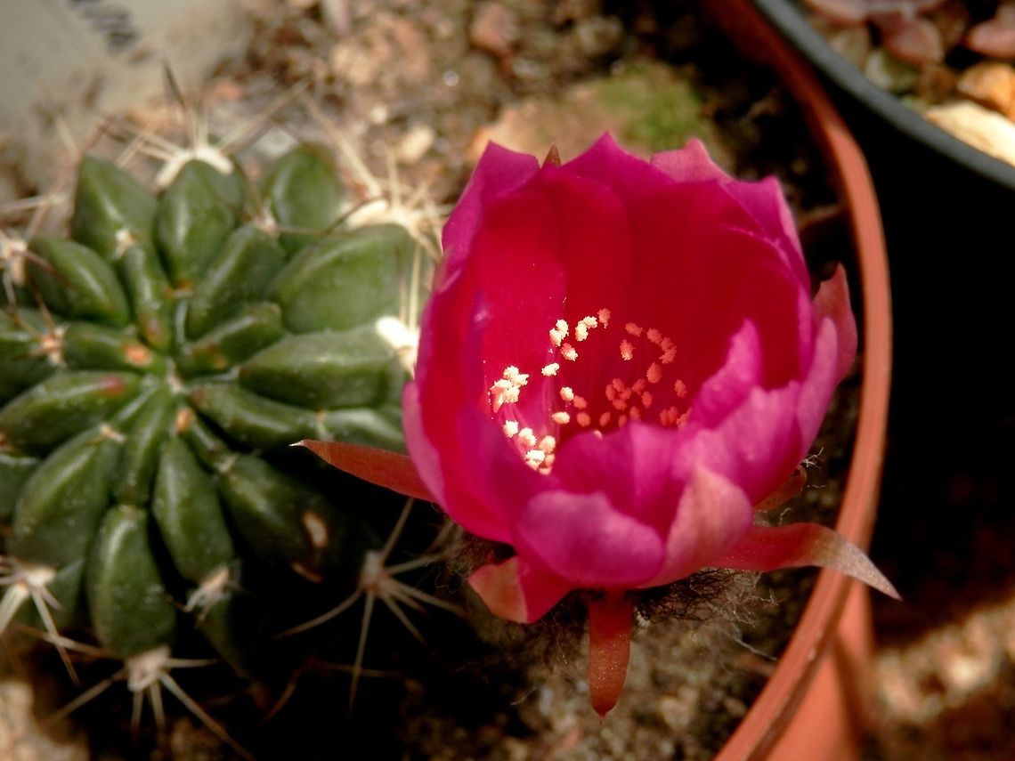 Echinopsis hertrichiana  BAS Botanical garden,Bulgaria,Echinopsis hertrichiana,Geotagged,Spring