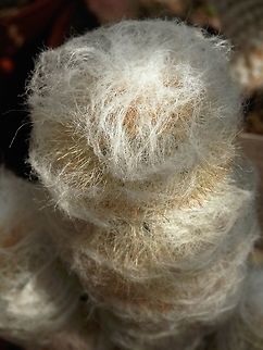 Espostoa huanucoensis  BAS Botanical garden,Bulgaria,Espostoa huanucoensis,Geotagged,Spring