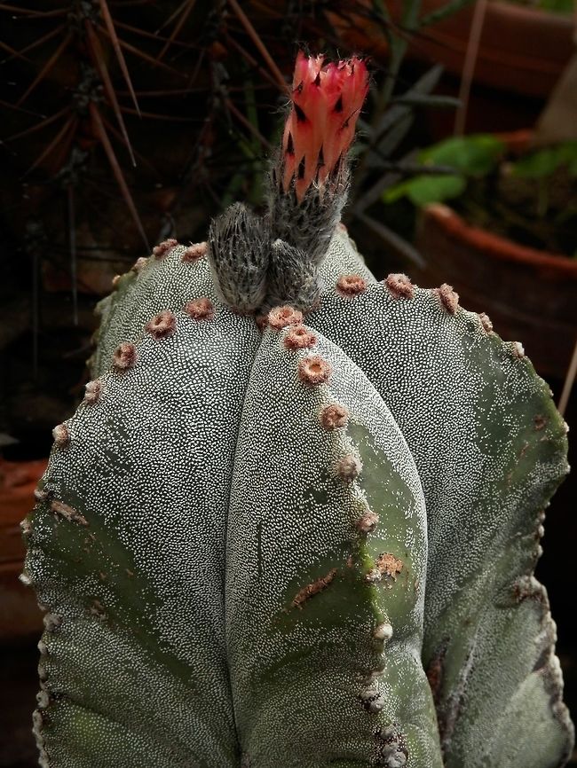 Bishops cap cactus  Astrophytum myriostigma,BAS Botanical garden,Bulgaria,Geotagged,Spring