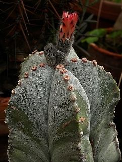 Bishops cap cactus  Astrophytum myriostigma,BAS Botanical garden,Bulgaria,Geotagged,Spring