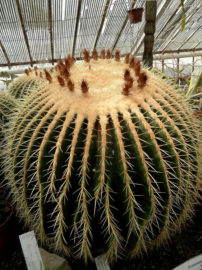 Golden barrel cactus  BAS Botanical garden,Bulgaria,Echinocactus grusonii,Geotagged,Golden Barrell Cactus,Spring