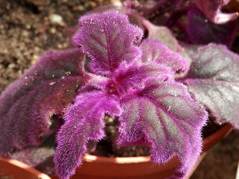 Purple passion plant  BAS Botanical garden,Bulgaria,Geotagged,Gynura aurantiaca,Spring,Velvet plant
