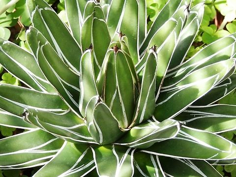 Queen Victoria Agave  Agave victoriae-reginae,BAS Botanical garden,Bulgaria,Geotagged,Queen Victorias agave,Spring