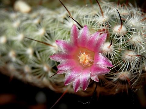 Mammillaria elongata  Mammillaria elongata