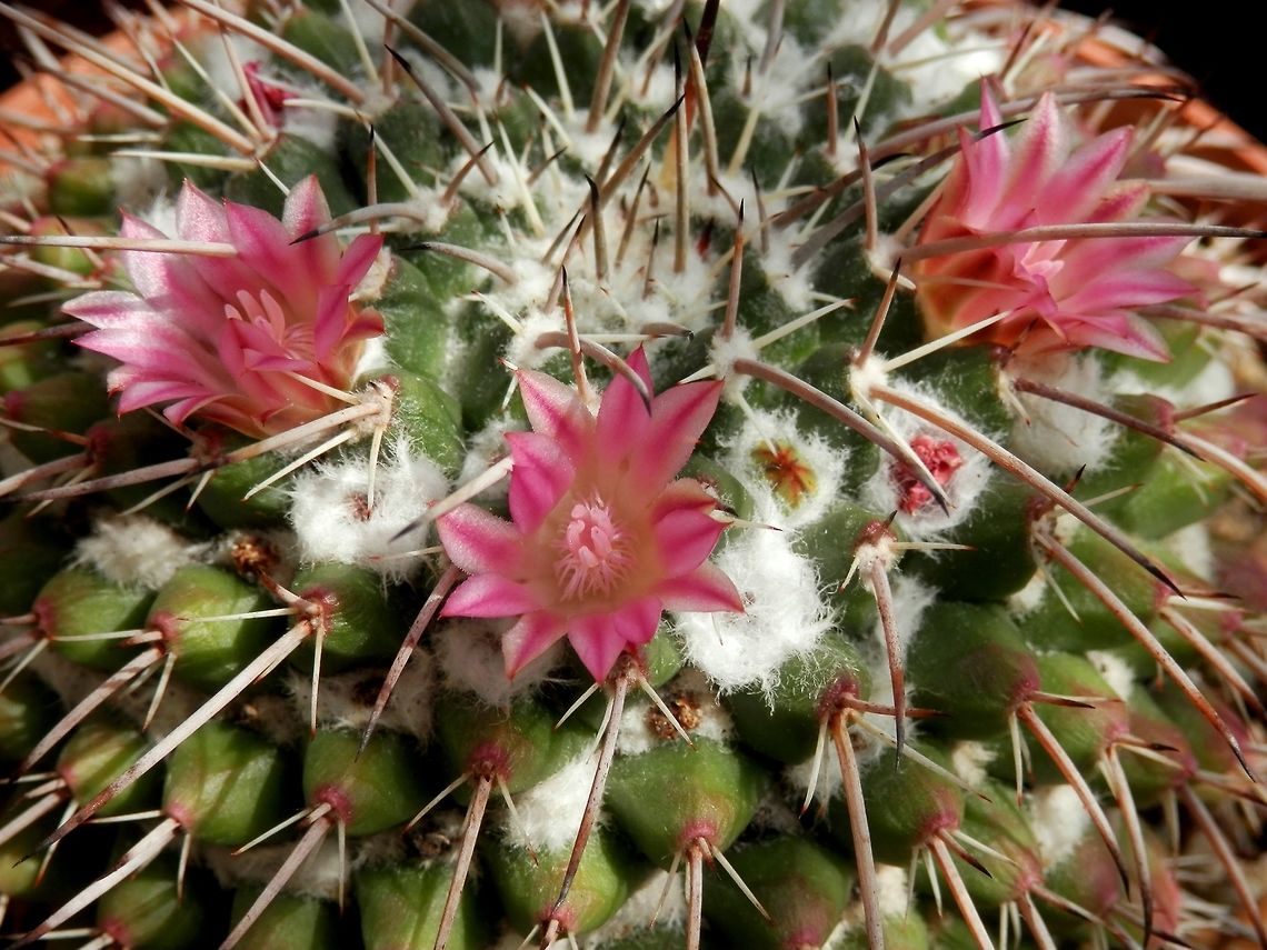 Mammillaria magnimamma  BAS Botanical garden,Bulgaria,Geotagged,Mammillaria magnimamma,Spring