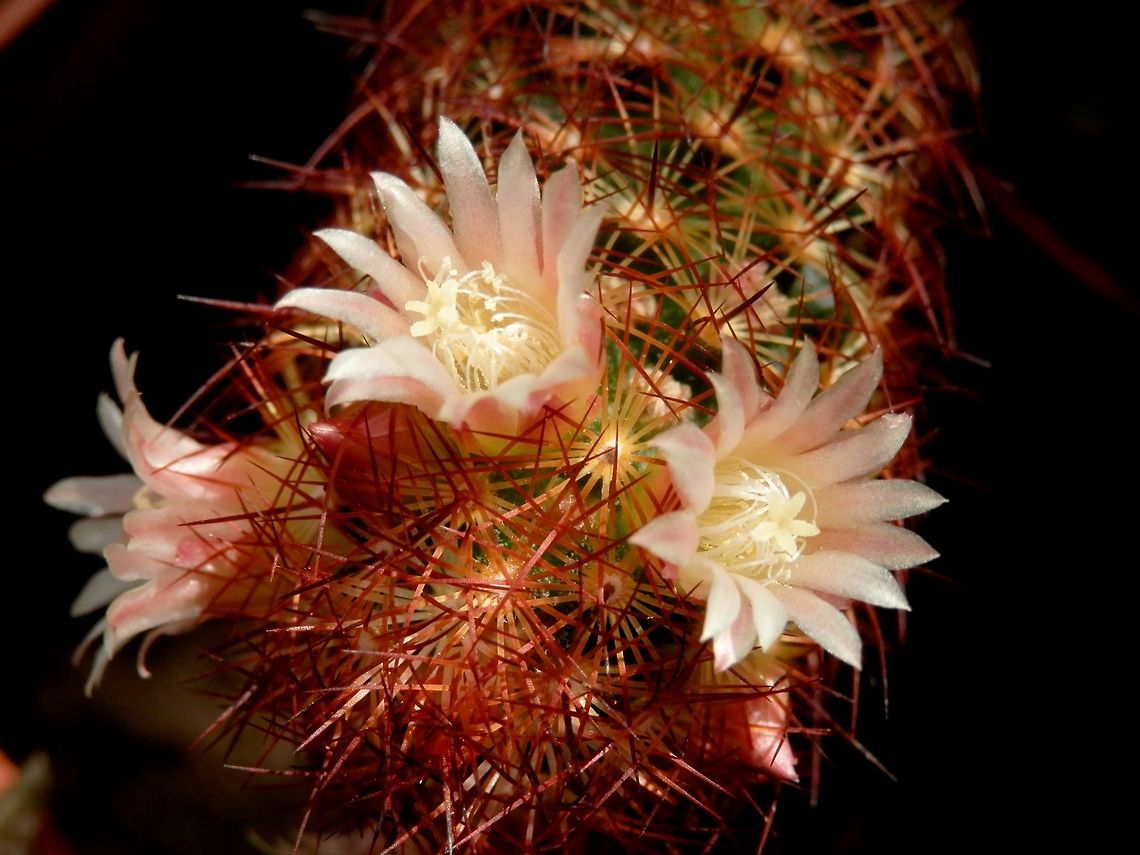Mammillaria elongata  BAS Botanical garden,Bulgaria,Geotagged,Mammillaria elongata,Spring